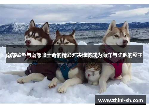 南部鲨鱼与南部哈士奇的精彩对决谁将成为海洋与陆地的霸主
